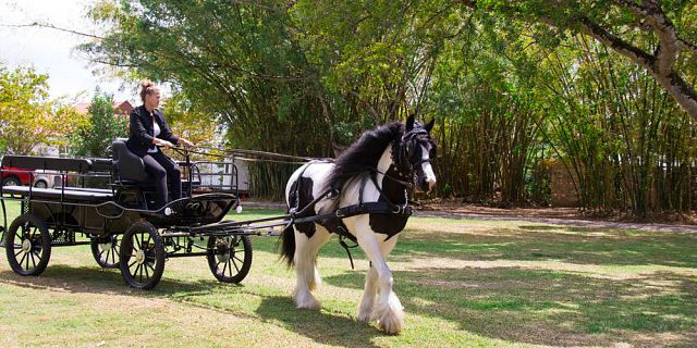 Horse carriage ride in the north of mauritius (2)